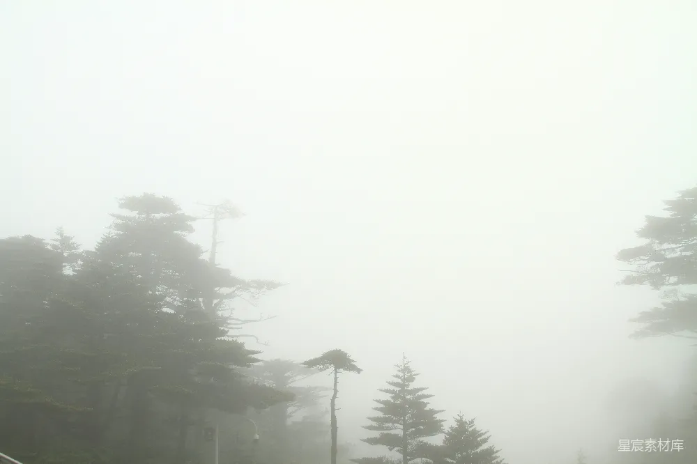 高清摄影 自然 森林 雾气 宁静 风景 雾中松林