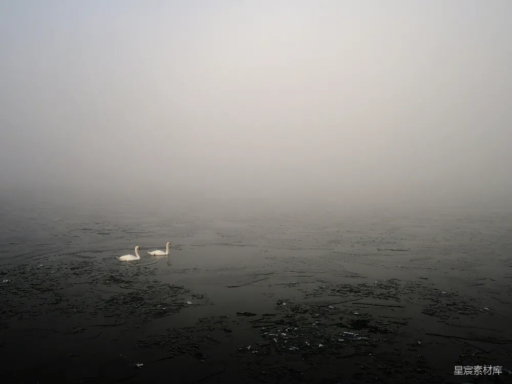高清摄影 天鹅 雾景 宁静 自然 冬日 雾中天鹅
