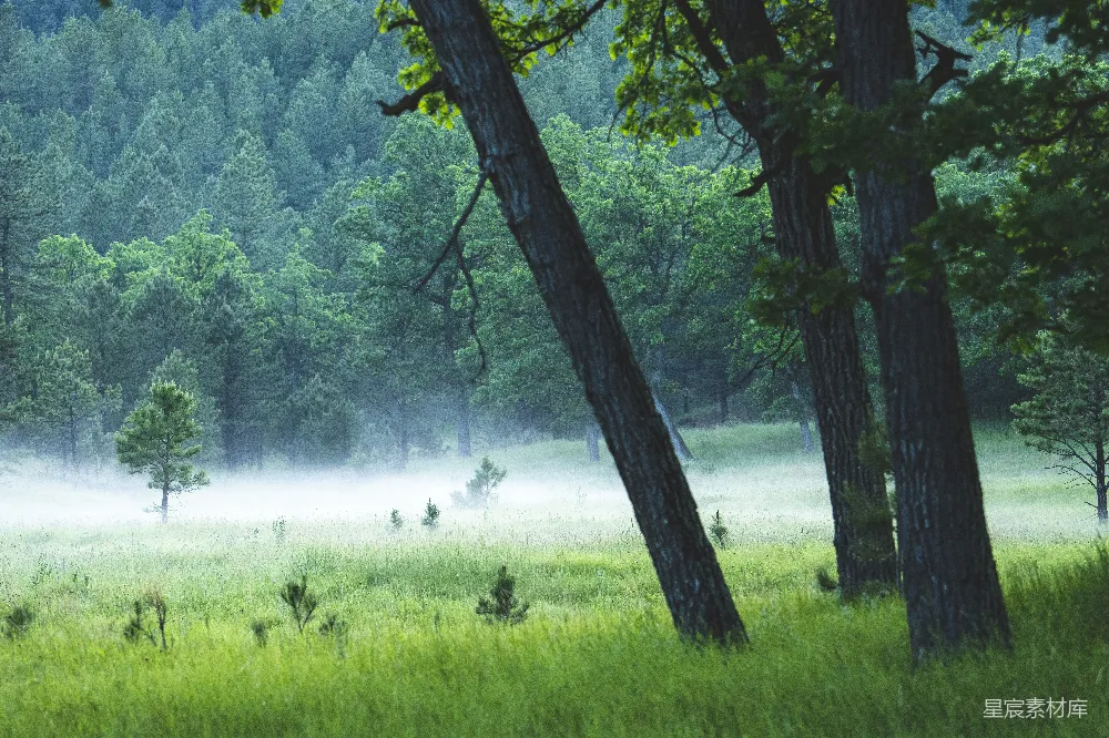高清摄影 森林 晨雾 自然 宁静 风景 晨雾中的森林