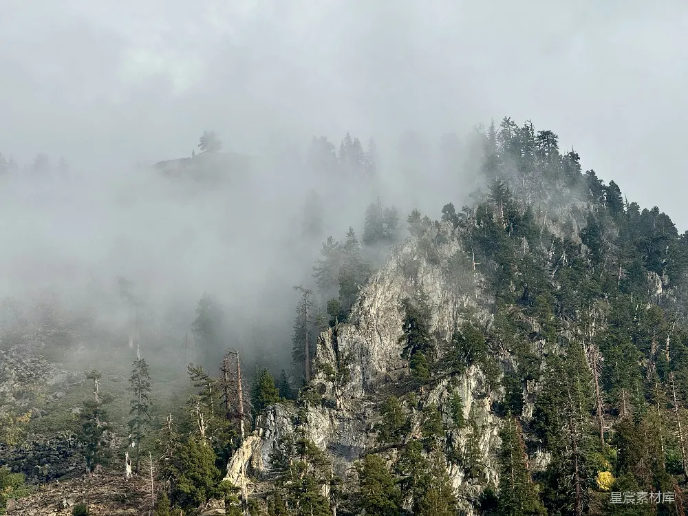 高清摄影 山林 自然 雾气 风景 户外 雾中松林