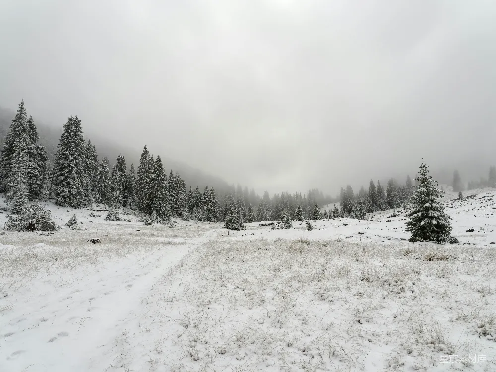 高清摄影 雪景 冬季 森林 宁静 自然 雪后的宁静森林