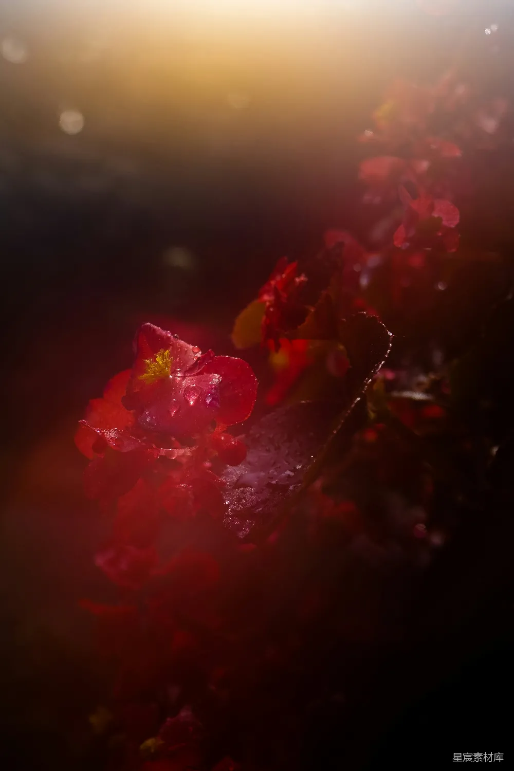 高清摄影 红花 晨光 自然 花卉 晨曦 晨光中的红花