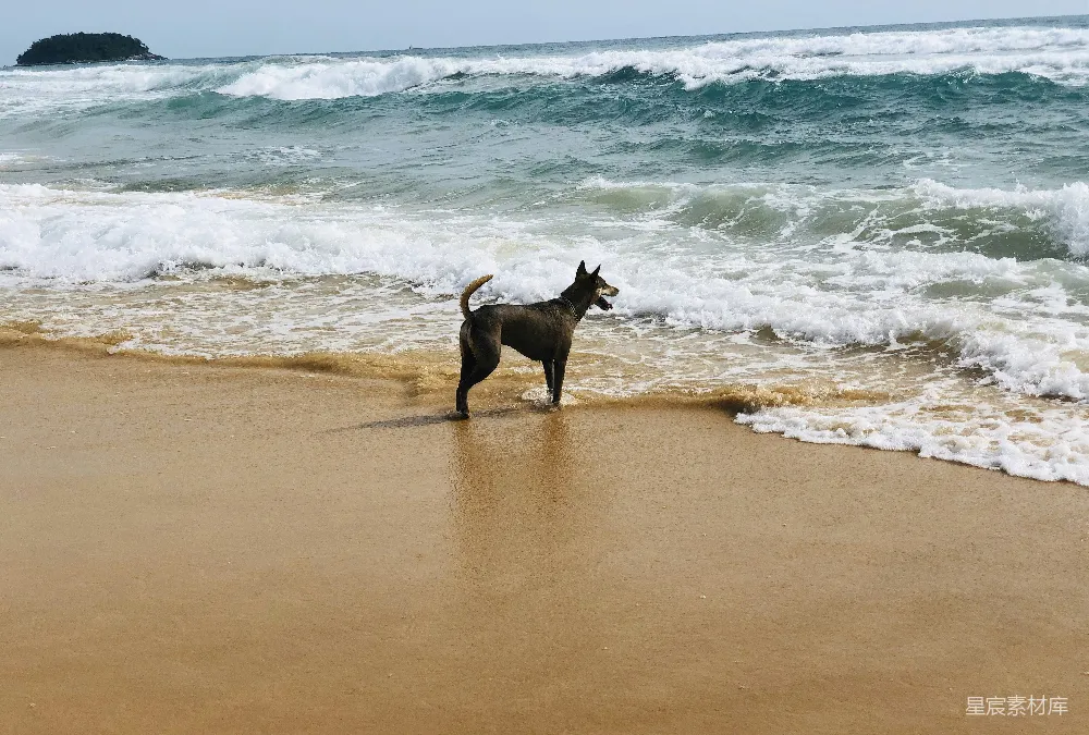 高清摄影 海滩 狗 自然 户外 休闲 海滩上的狗