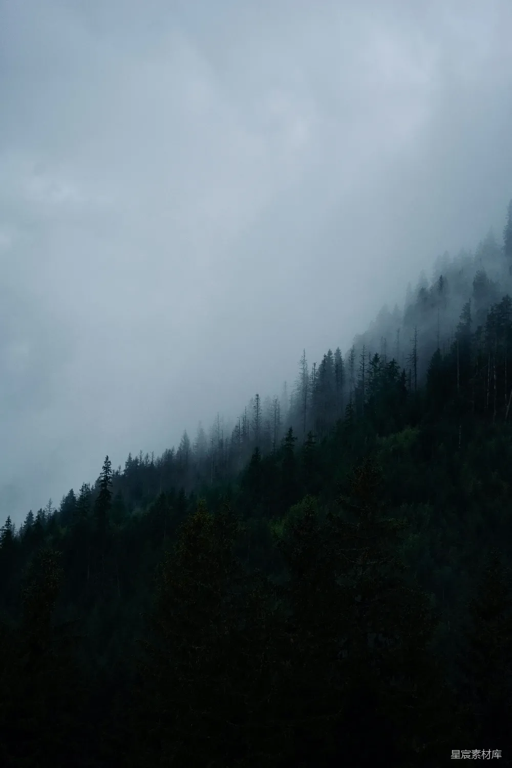 高清摄影 森林 雾气 自然 宁静 风景 雾中森林
