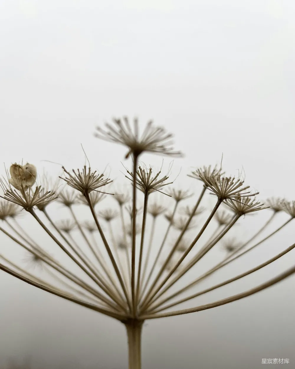 高清摄影 自然 植物 枯萎 摄影 秋天 枯萎的花穗