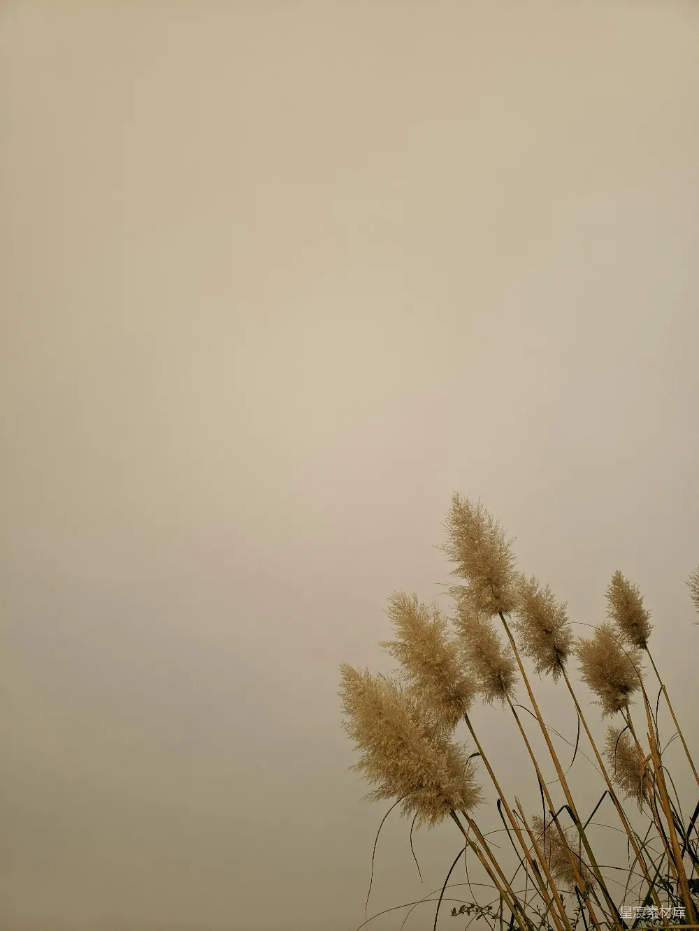 高清摄影 芦苇 自然 宁静 天空 背景 芦苇与天空