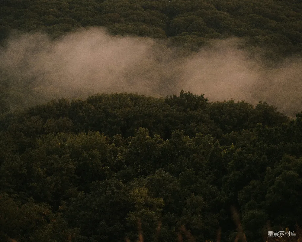 高清摄影 自然 风景 宁静 晨雾 森林 雾中的森林