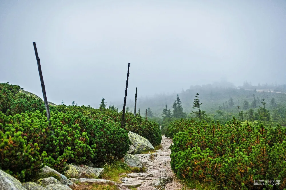 高清摄影 自然风光 森林 徒步 户外 风景 雾中的山间小径