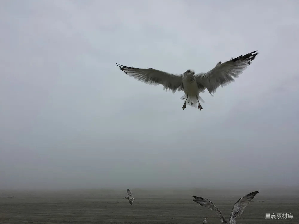 高清摄影 海鸥 飞翔 雾景 自然 野生动物 雾中飞翔的海鸥