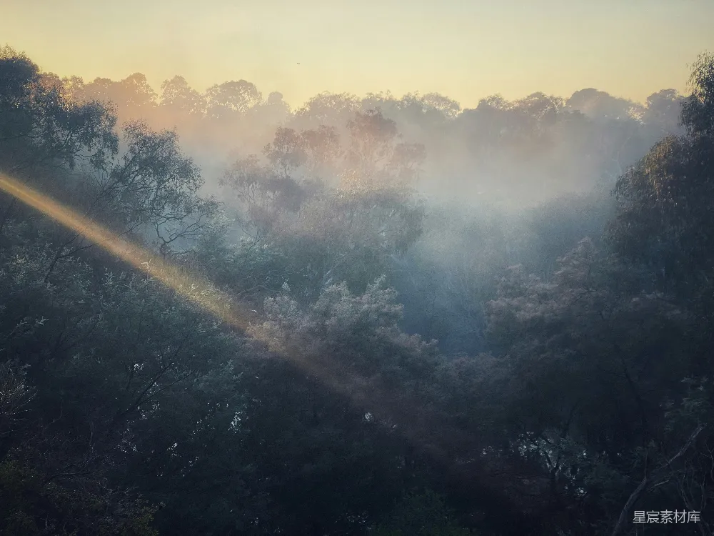 高清摄影 森林 晨雾 自然风光 宁静 日出 晨雾中的森林