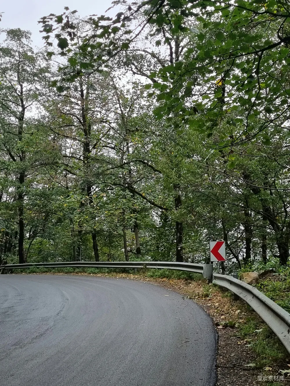高清摄影 森林 弯曲道路 自然风光 交通标志 户外 森林中的蜿蜒道路