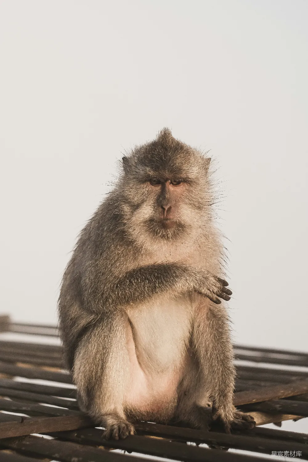 高清摄影 猴子 野生动物 自然 野生动物摄影 动物 严肃的猴子