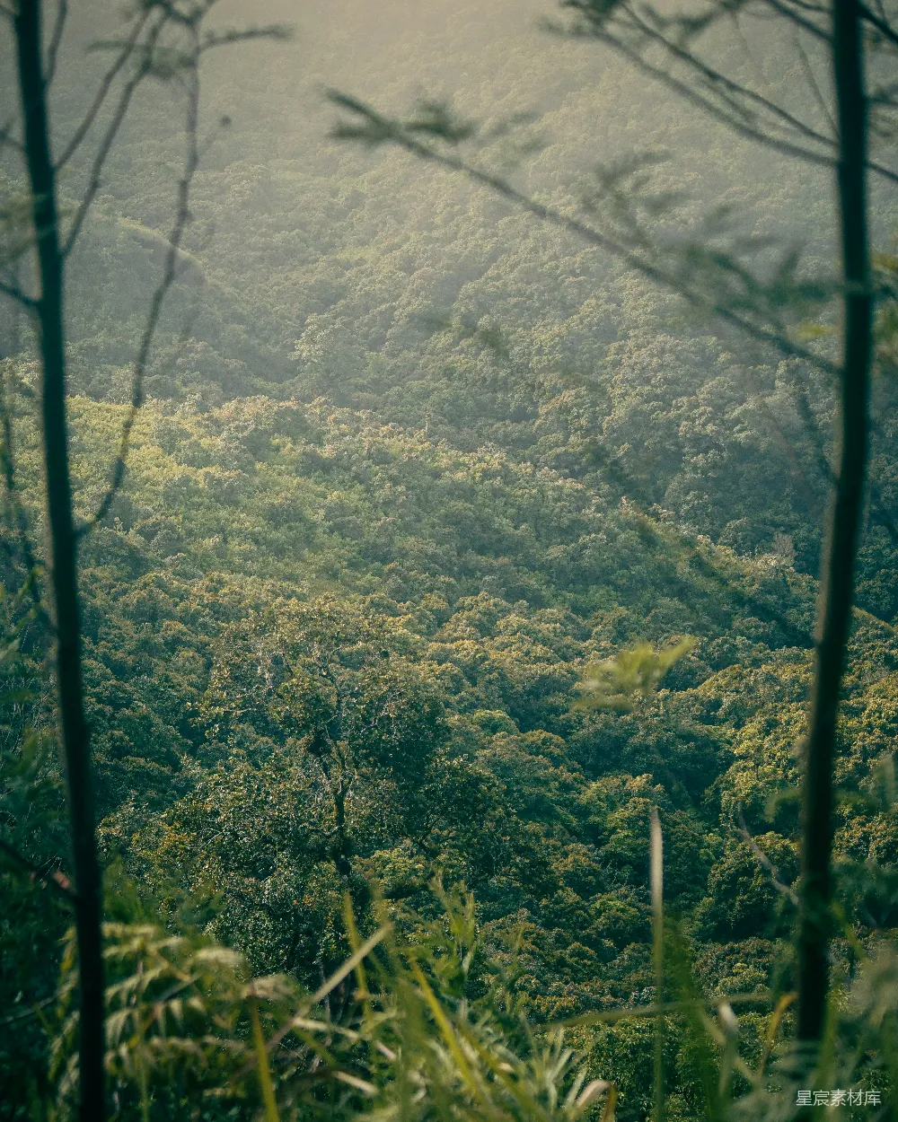 高清摄影 森林 自然 风景 宁静 晨光 雾中森林