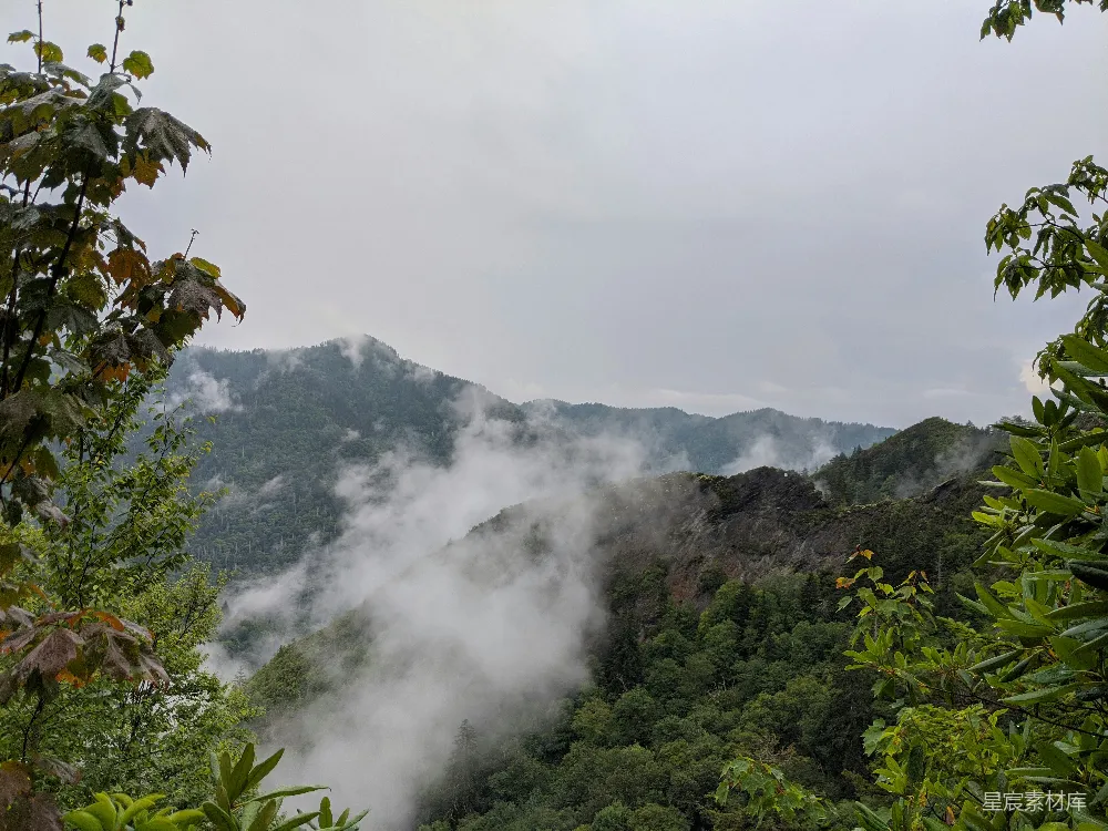 高清摄影 自然风光 山脉 雾气 森林 宁静 云雾缭绕的山间森林