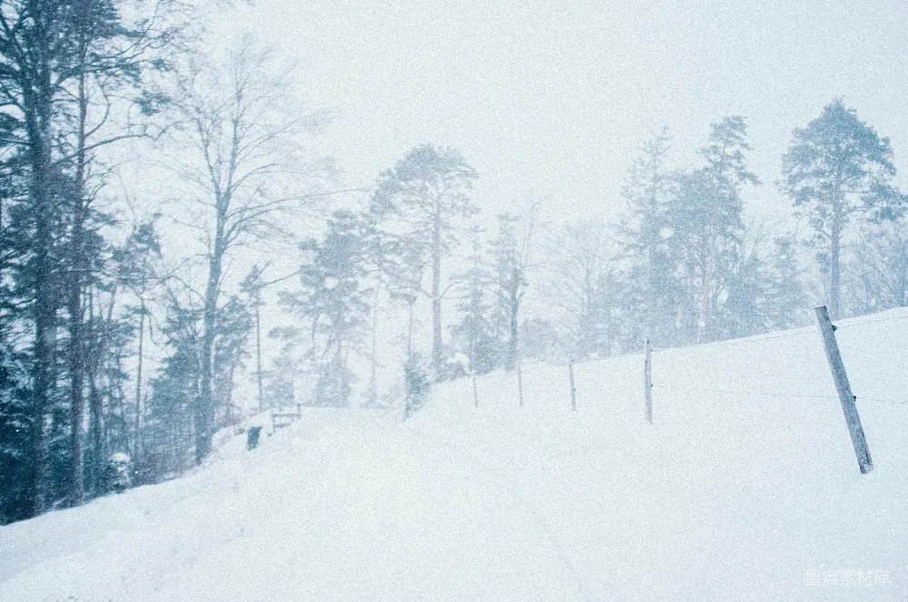高清摄影 雪景 冬季 自然 宁静 森林 雪中的宁静森林