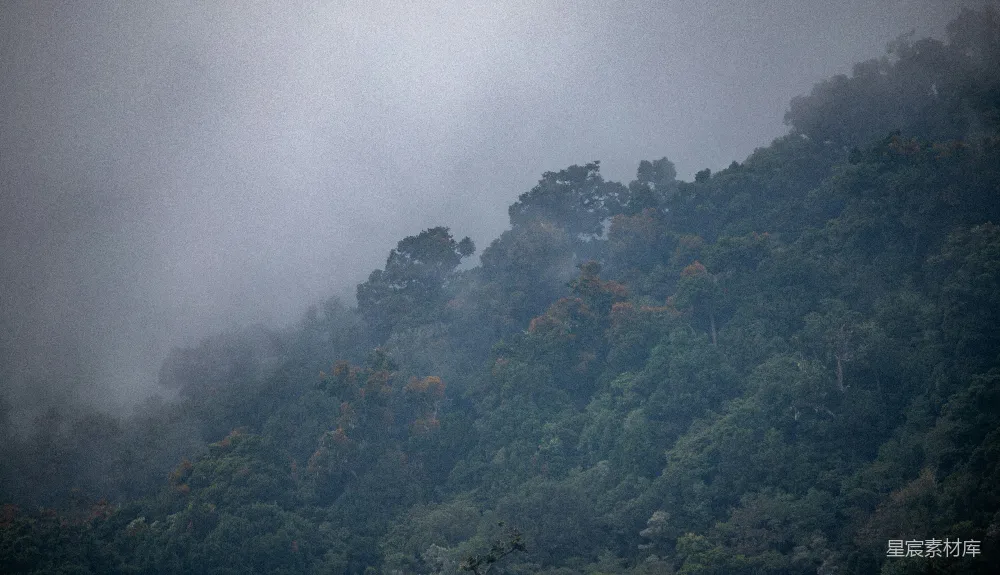 高清摄影 自然 风景 雾气 森林 宁静 雾中的森林