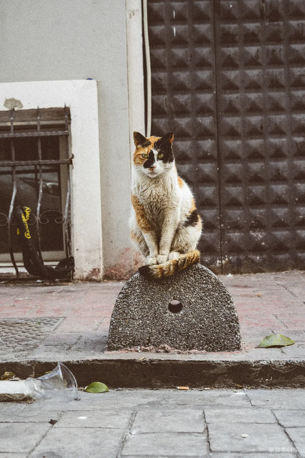 高清摄影 流浪猫 街头摄影 动物 街头的流浪猫