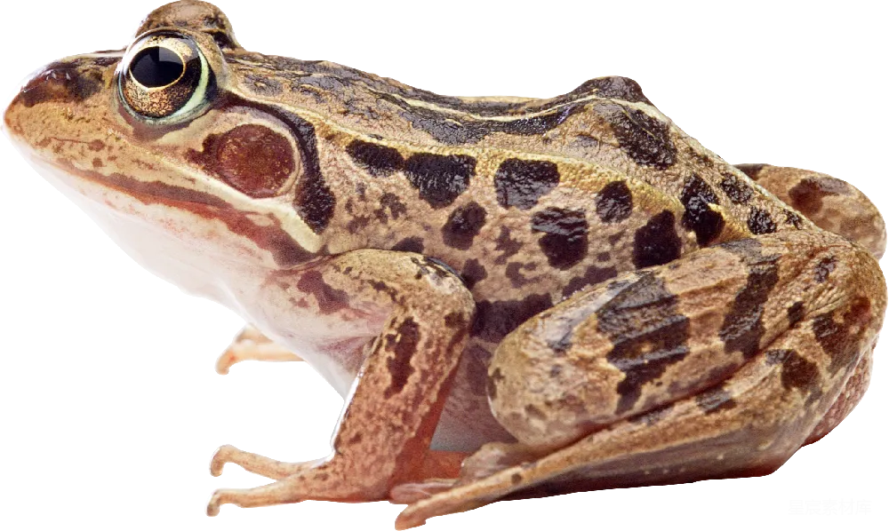元素素材 青蛙