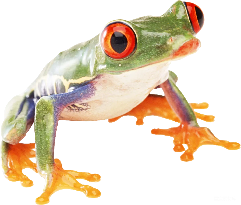 元素素材 青蛙