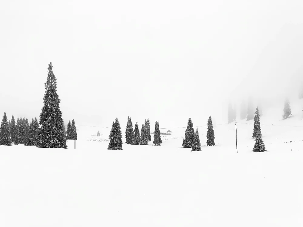 高清摄影 雪景 自然风光 冬季 宁静 户外 雪地松树