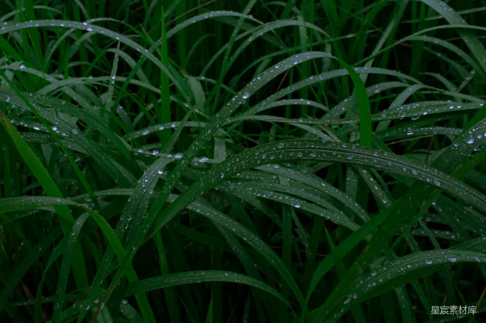 高清摄影 露珠 草地 自然 清新 宁静 清晨的露珠