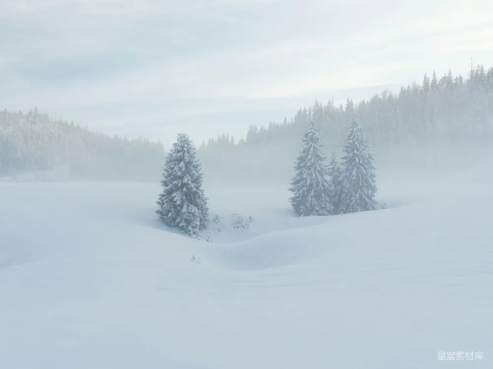 高清摄影 冬季 雪景 森林 宁静 自然 冬日雪景：松林与宁静
