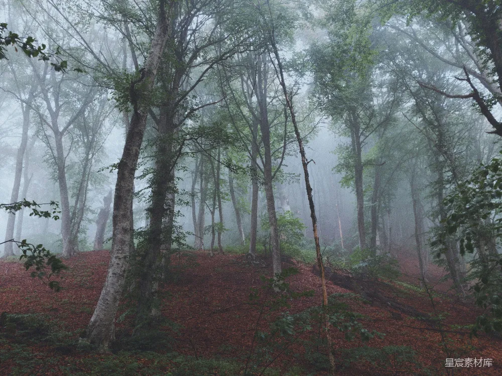 高清摄影 森林 雾 自然 宁静 秋天 雾中森林