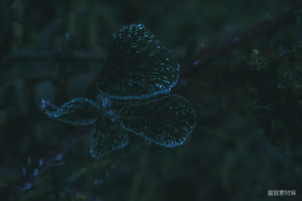 高清摄影 自然 夜晚 冰晶 花卉 静谧 夜色中的冰晶花朵