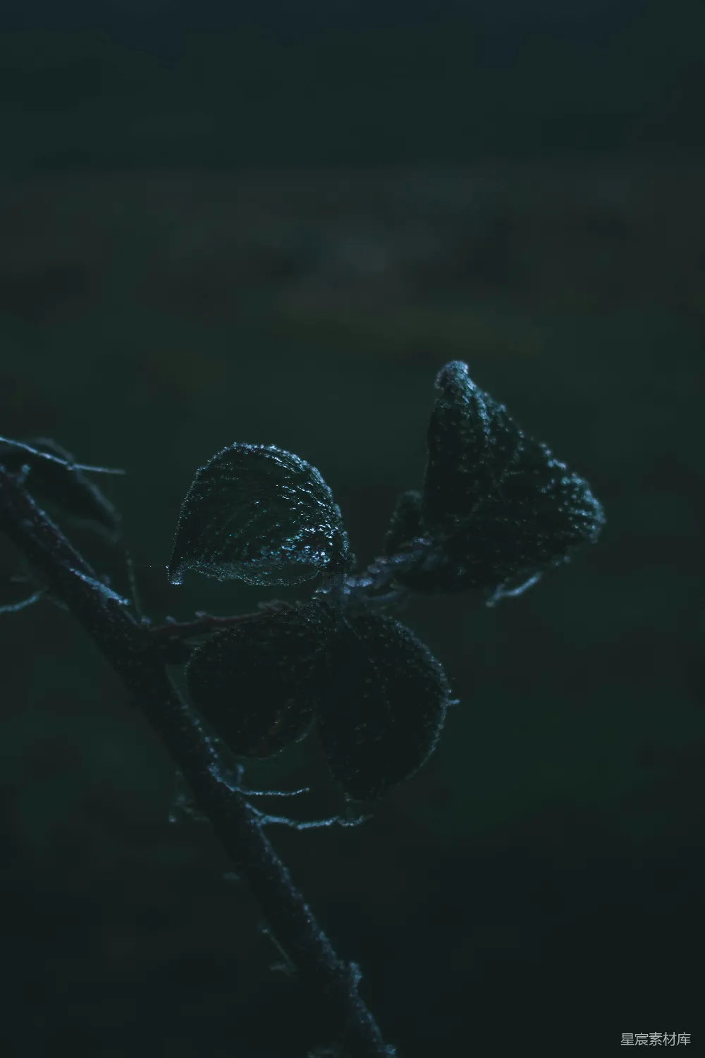 高清摄影 植物 露珠 清晨 自然 宁静 晨露中的叶子