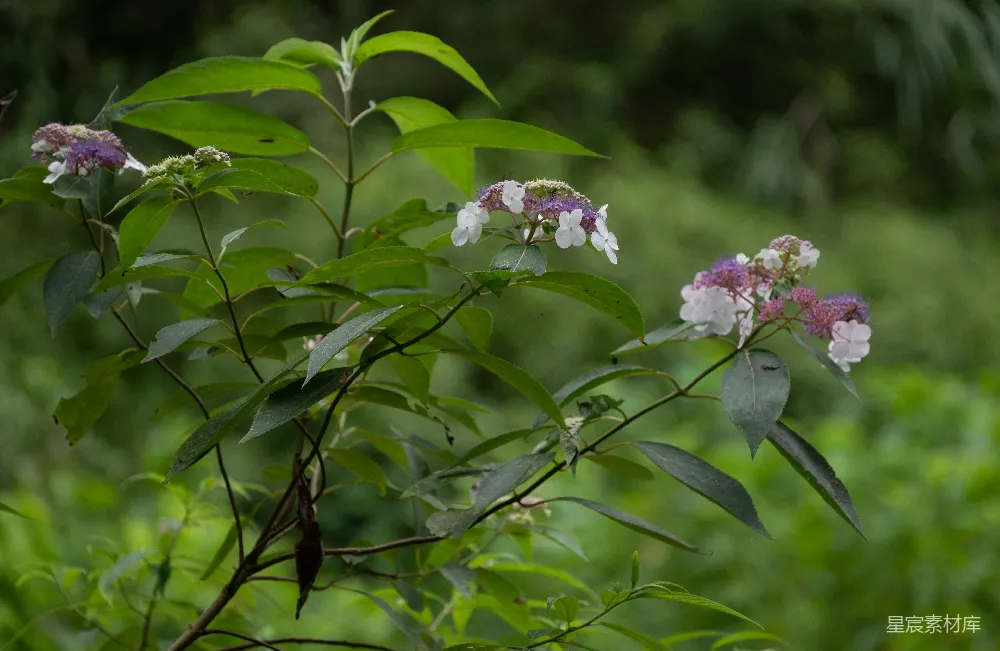 高清摄影 绣球花 自然风光 花卉摄影 夏日美景 绿色植物 夏日绿意中的绣球花