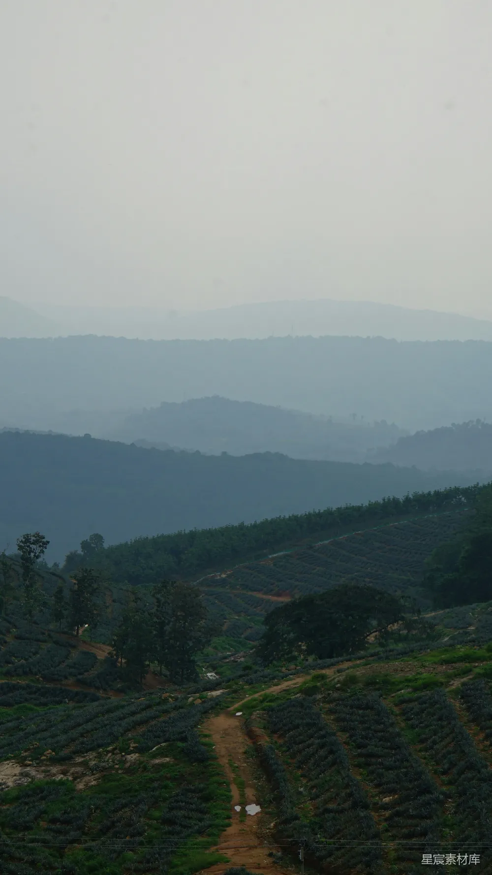 高清摄影 茶园 雾景 山水 自然风光 休闲 雾中茶园