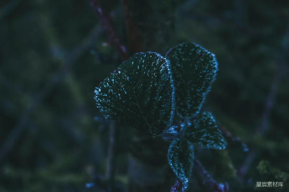 高清摄影 晨露 植物 自然 清新 宁静 晨露中的绿色植物