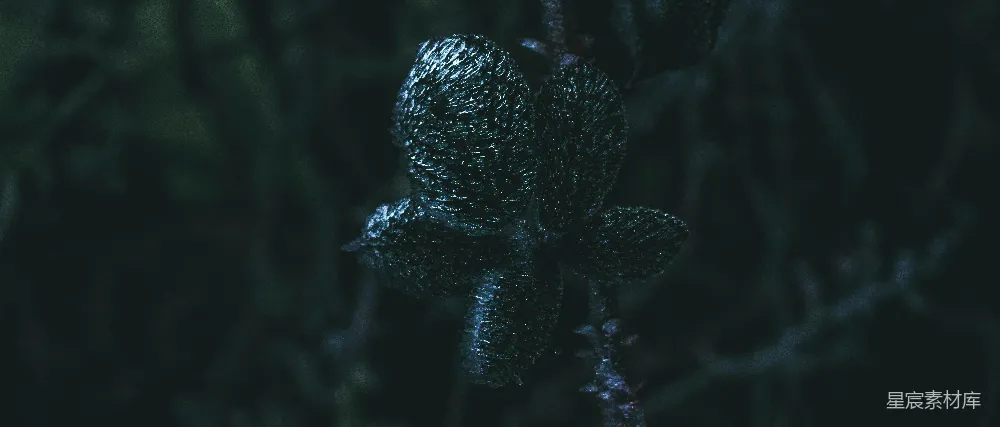 高清摄影 植物 晨露 自然 摄影 静谧 晨露中的植物