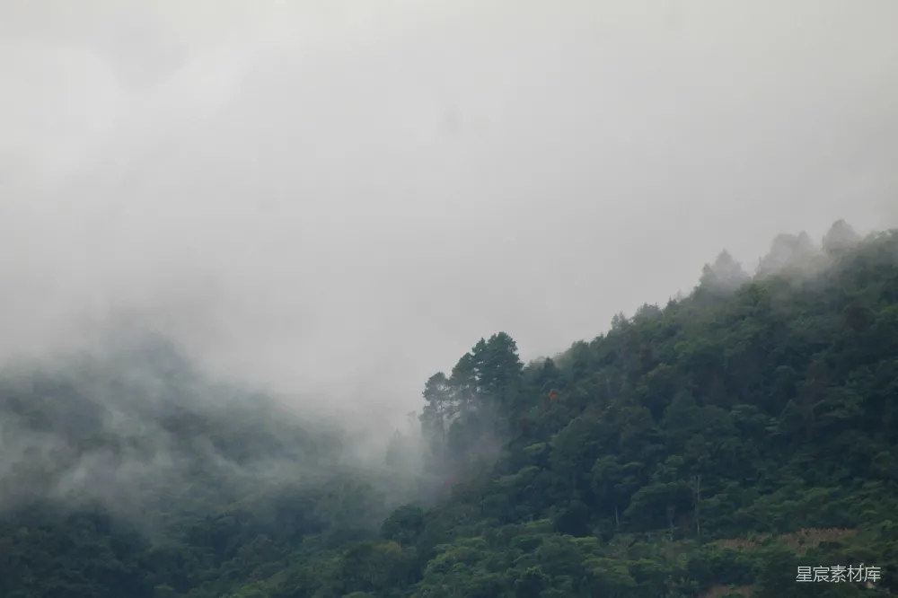 高清摄影 自然 雾气 森林 宁静 山景 雾中森林
