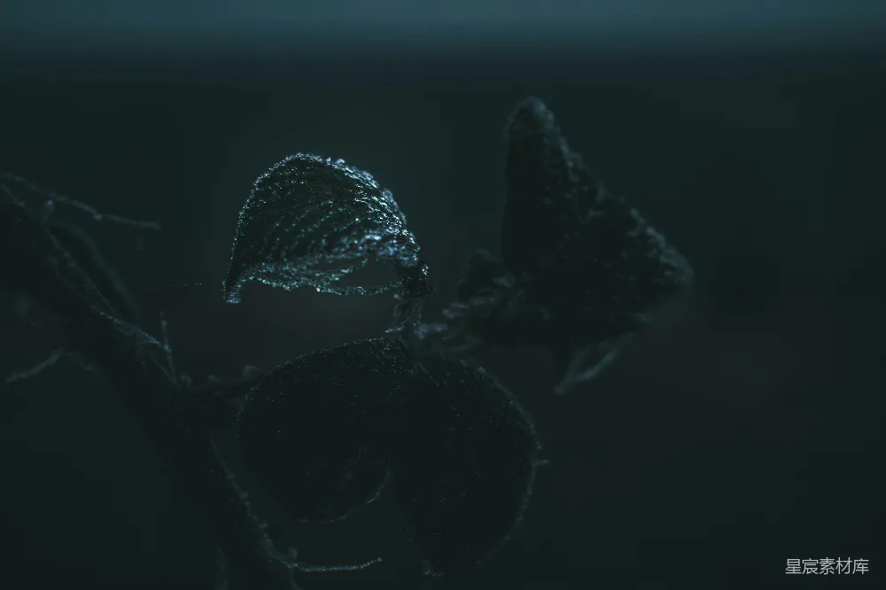 高清摄影 植物 露珠 黑暗 自然 静谧 露珠覆盖的叶子