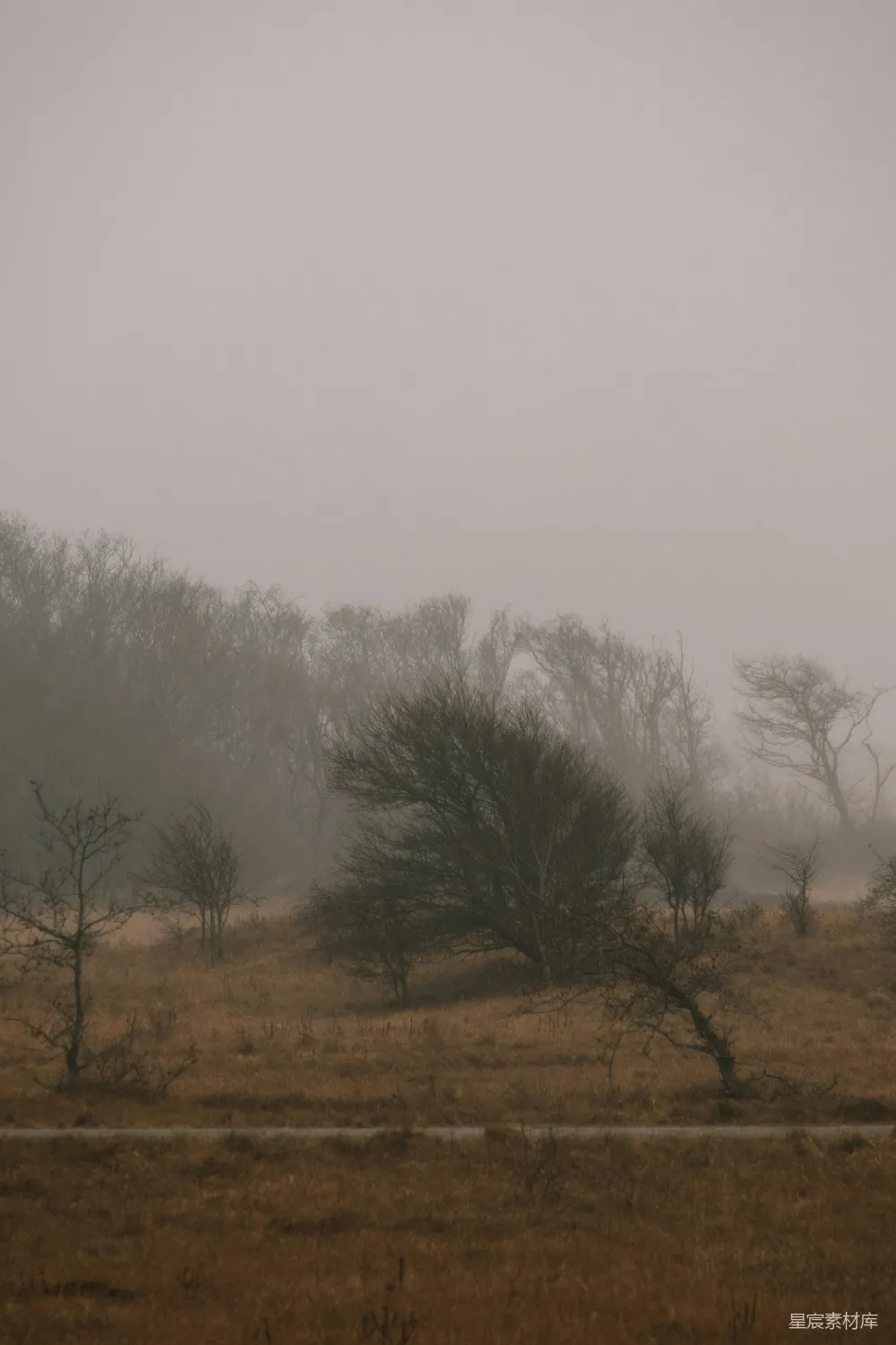 高清摄影 雾 森林 寂静 自然 风景 雾中的寂静森林