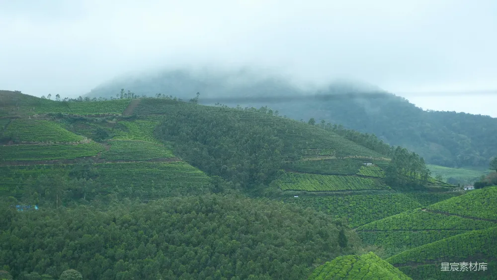高清摄影 茶园 自然风光 云雾 山地 农业 云雾缭绕的茶园