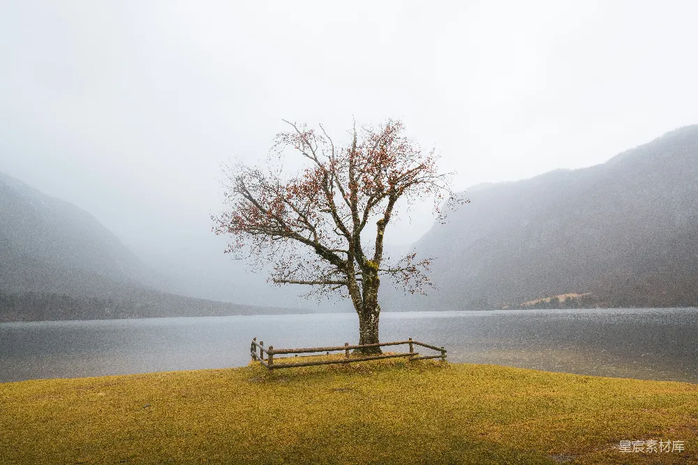 高清摄影 自然 宁静 风景 秋景 孤独 雾中湖畔的孤独树