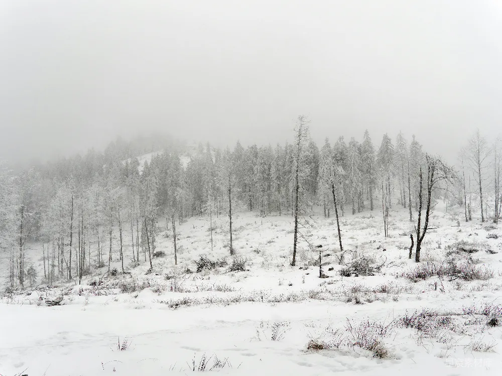 高清摄影 雪景 自然风光 冬季 松树林 宁静 冬日雪景中的松树林