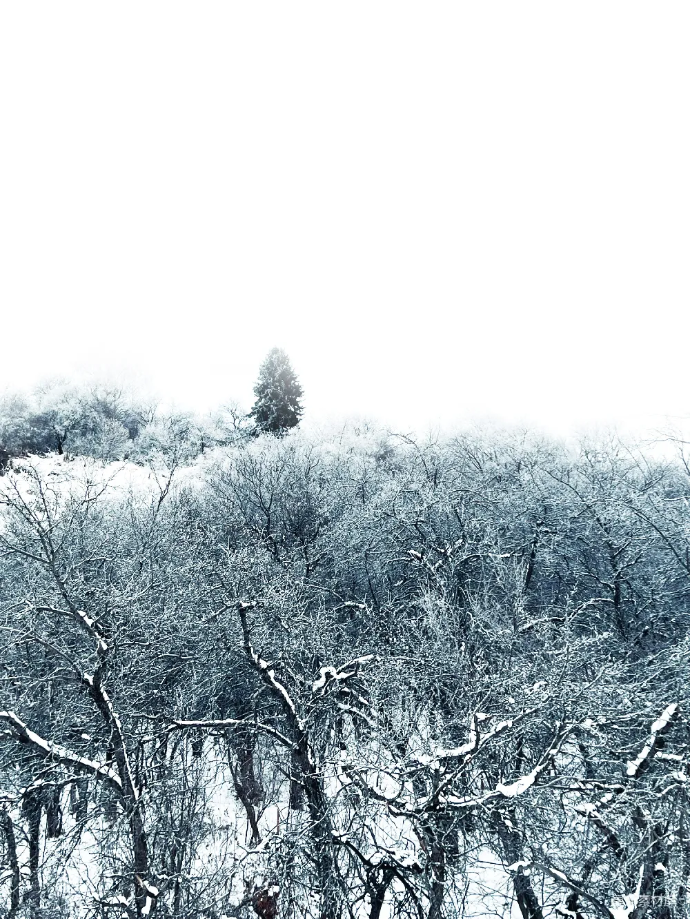 高清摄影 雪景 森林 冬季 自然风光 宁静 雪后的冬日森林
