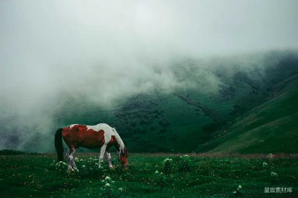 高清摄影 马 自然 雾气 山地 宁静 雾中草地上的马