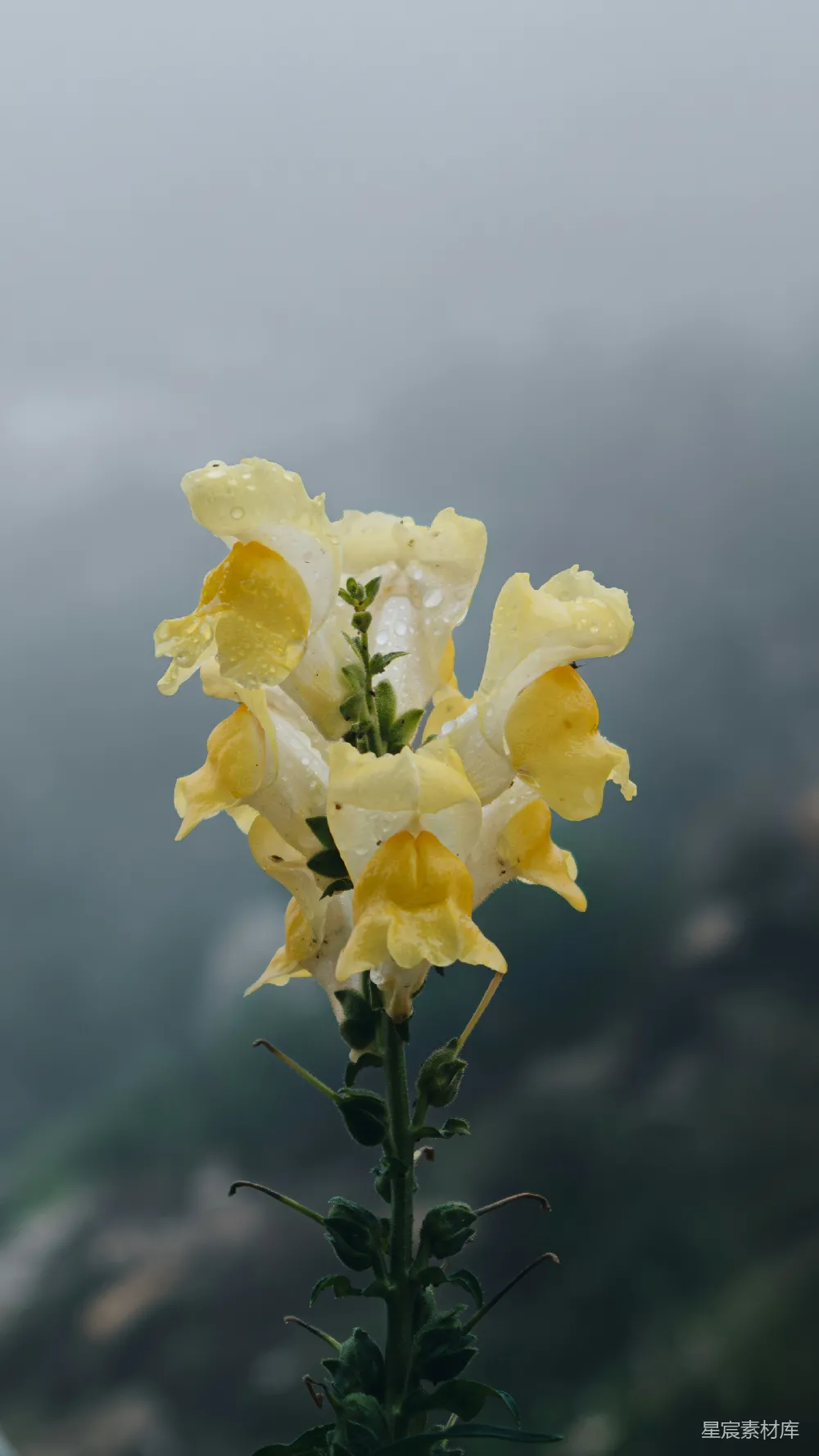高清摄影 花朵 雨后 自然 清新 植物 雨后黄花