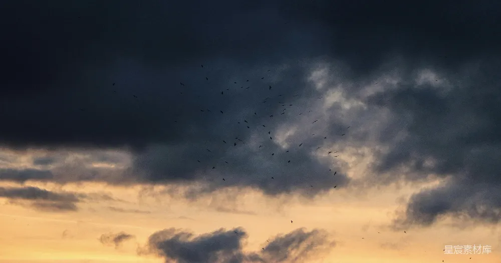 高清摄影 黄昏 鸟群 天空 自然 宁静 黄昏飞翔的鸟群
