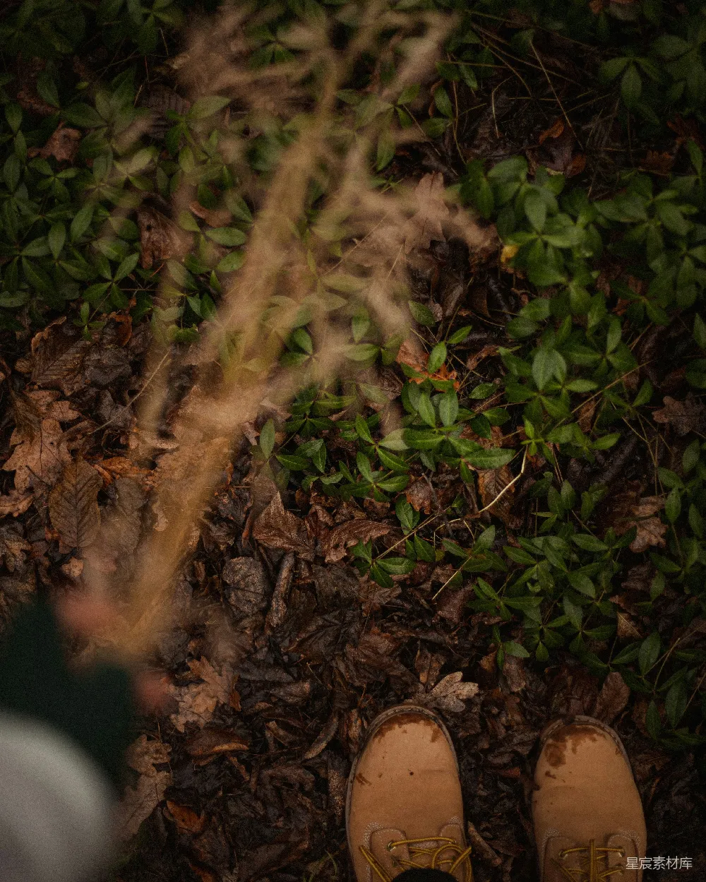 高清摄影 带有树叶的树枝