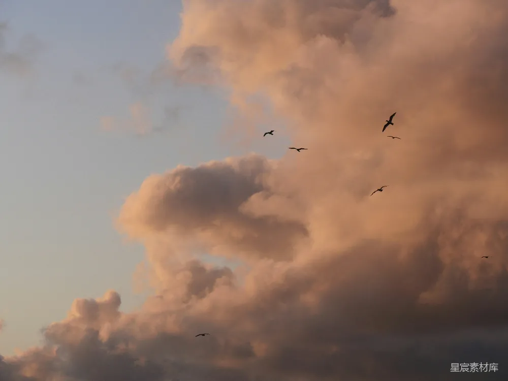 高清摄影 自然风光 日落 鸟类 天空 宁静 夕阳下的飞鸟与云海