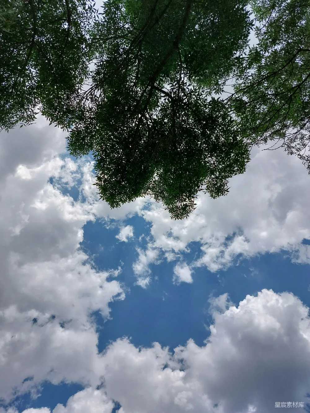 高清摄影 自然 天空 云朵 绿色 宁静 树梢与蓝天