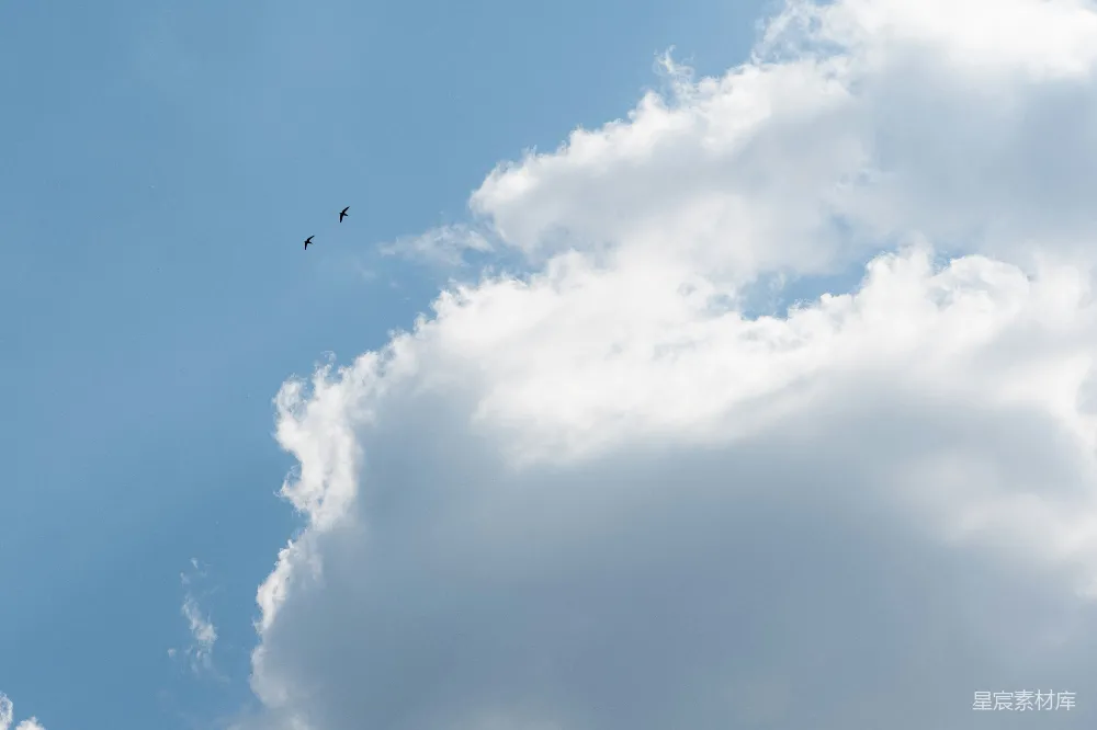 高清摄影 天空 自然 鸟类 宁静 户外 蓝天白云下的飞鸟