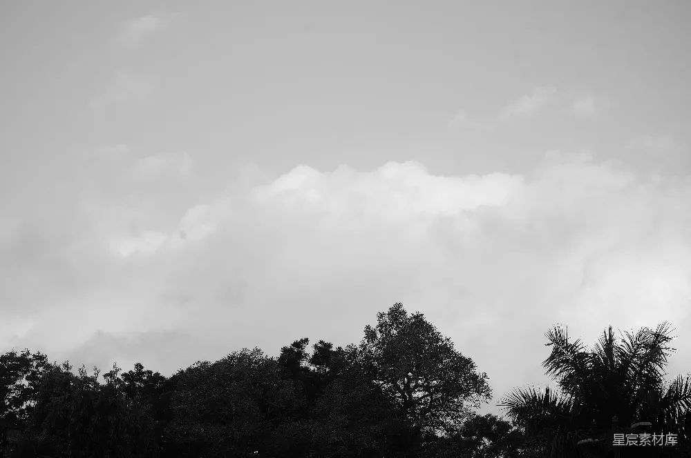 高清摄影 黑白 自然 宁静 树影 天空 黑白云海与树梢