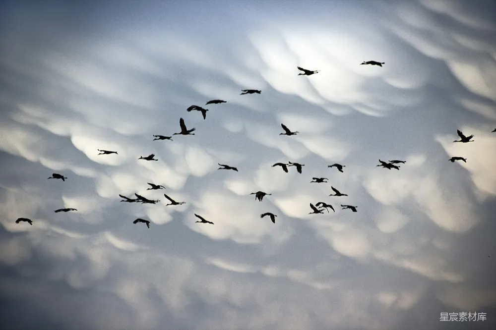 高清摄影 鸟类 自然 飞翔 云层 宁静 群鸟飞翔于云层之上