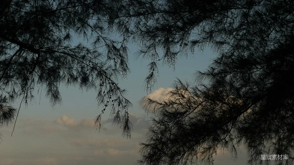 高清摄影 自然风光 剪影艺术 宁静时光 户外摄影 黄昏 夕阳下的松树枝影
